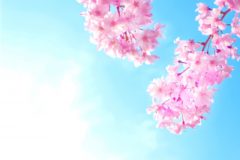 満開の桜　合格のイメージ